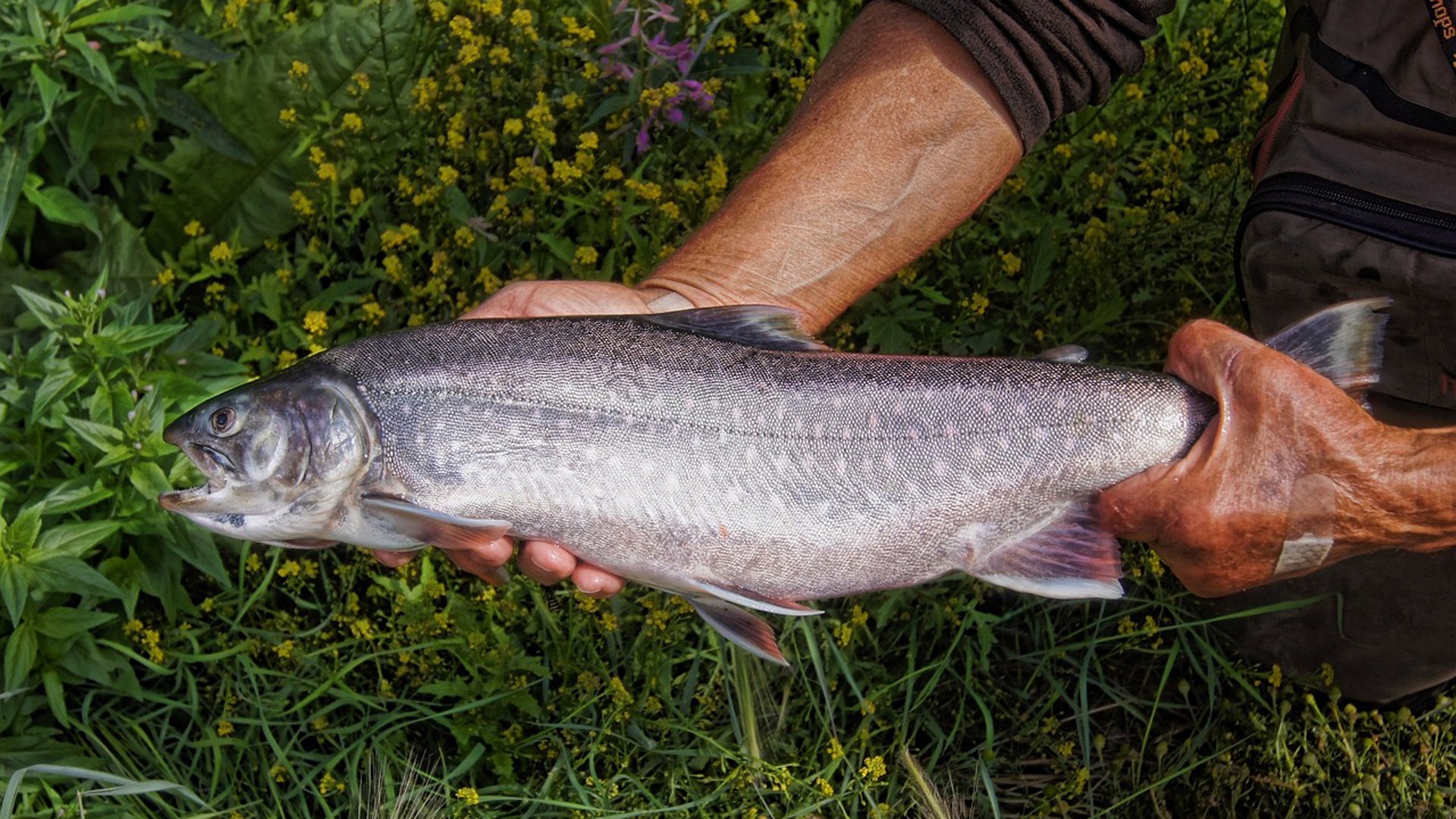 Person der holder en stor fisk med grøn vegetation i baggrunden.