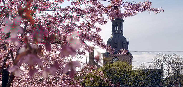 Kirketårn med blomstrende kirsebærtræer foran